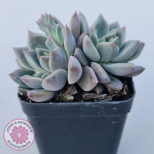 Load image into Gallery viewer, Echeveria 'Bonifica'