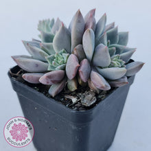 Load image into Gallery viewer, Echeveria 'Bonifica'