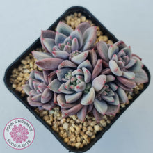 Load image into Gallery viewer, Echeveria 'Bonifica'