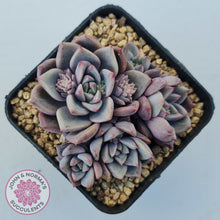 Load image into Gallery viewer, Echeveria 'Bonifica'
