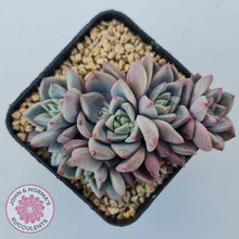 Load image into Gallery viewer, Echeveria 'Bonifica'