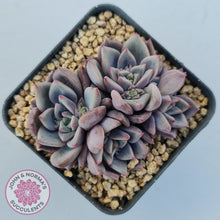 Load image into Gallery viewer, Echeveria 'Bonifica'