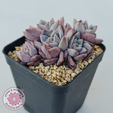 Load image into Gallery viewer, Echeveria 'Bonifica'