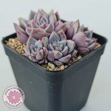 Load image into Gallery viewer, Echeveria 'Bonifica'