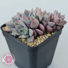 Load image into Gallery viewer, Echeveria 'Bonifica'