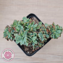 Load image into Gallery viewer, Echeveria Briar Rose Crest