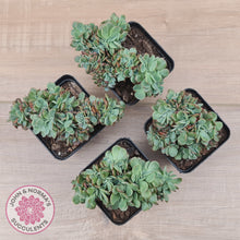Load image into Gallery viewer, Echeveria Briar Rose Crest