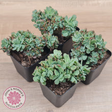 Load image into Gallery viewer, Echeveria Briar Rose Crest