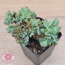 Load image into Gallery viewer, Echeveria Briar Rose Crest