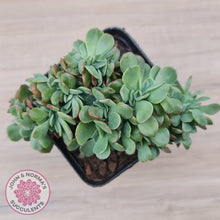 Load image into Gallery viewer, Echeveria Briar Rose Crest