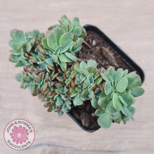 Load image into Gallery viewer, Echeveria Briar Rose Crest