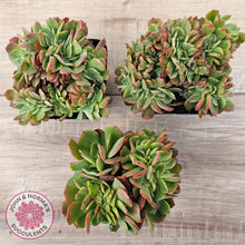 Load image into Gallery viewer, Echeveria Briar Rose Crest