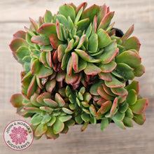 Load image into Gallery viewer, Echeveria Briar Rose Crest