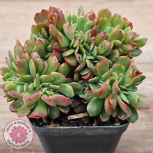 Load image into Gallery viewer, Echeveria Briar Rose Crest