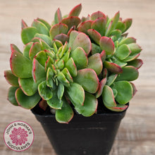 Load image into Gallery viewer, Echeveria Briar Rose Crest