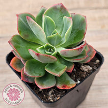 Load image into Gallery viewer, Echeveria Briar Rose