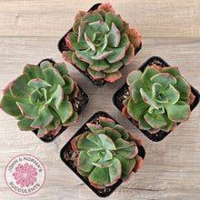 Load image into Gallery viewer, Echeveria Briar Rose