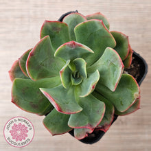 Load image into Gallery viewer, Echeveria Briar Rose