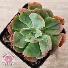Load image into Gallery viewer, Echeveria Briar Rose