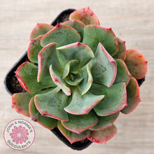 Load image into Gallery viewer, Echeveria Briar Rose