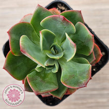 Load image into Gallery viewer, Echeveria Briar Rose