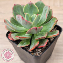 Load image into Gallery viewer, Echeveria Briar Rose