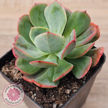 Load image into Gallery viewer, Echeveria Briar Rose