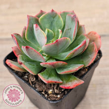 Load image into Gallery viewer, Echeveria Briar Rose