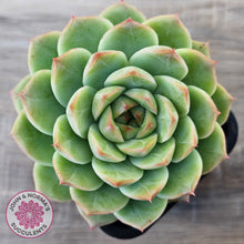 Load image into Gallery viewer, Echeveria 'Bubble Queen'