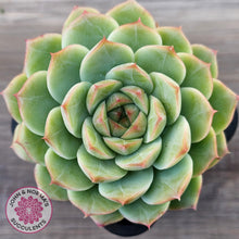 Load image into Gallery viewer, Echeveria 'Bubble Queen'