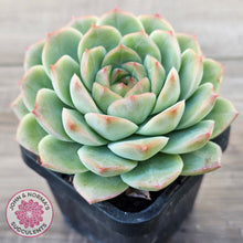 Load image into Gallery viewer, Echeveria 'Bubble Queen'