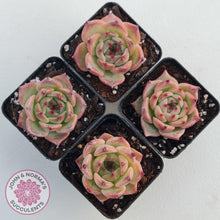 Load image into Gallery viewer, Echeveria 'Caesar'