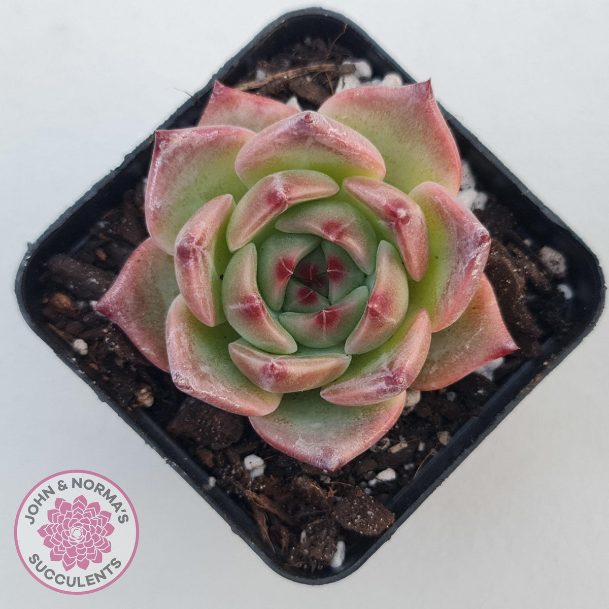 Echeveria 'Caesar'