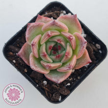 Load image into Gallery viewer, Echeveria 'Caesar'