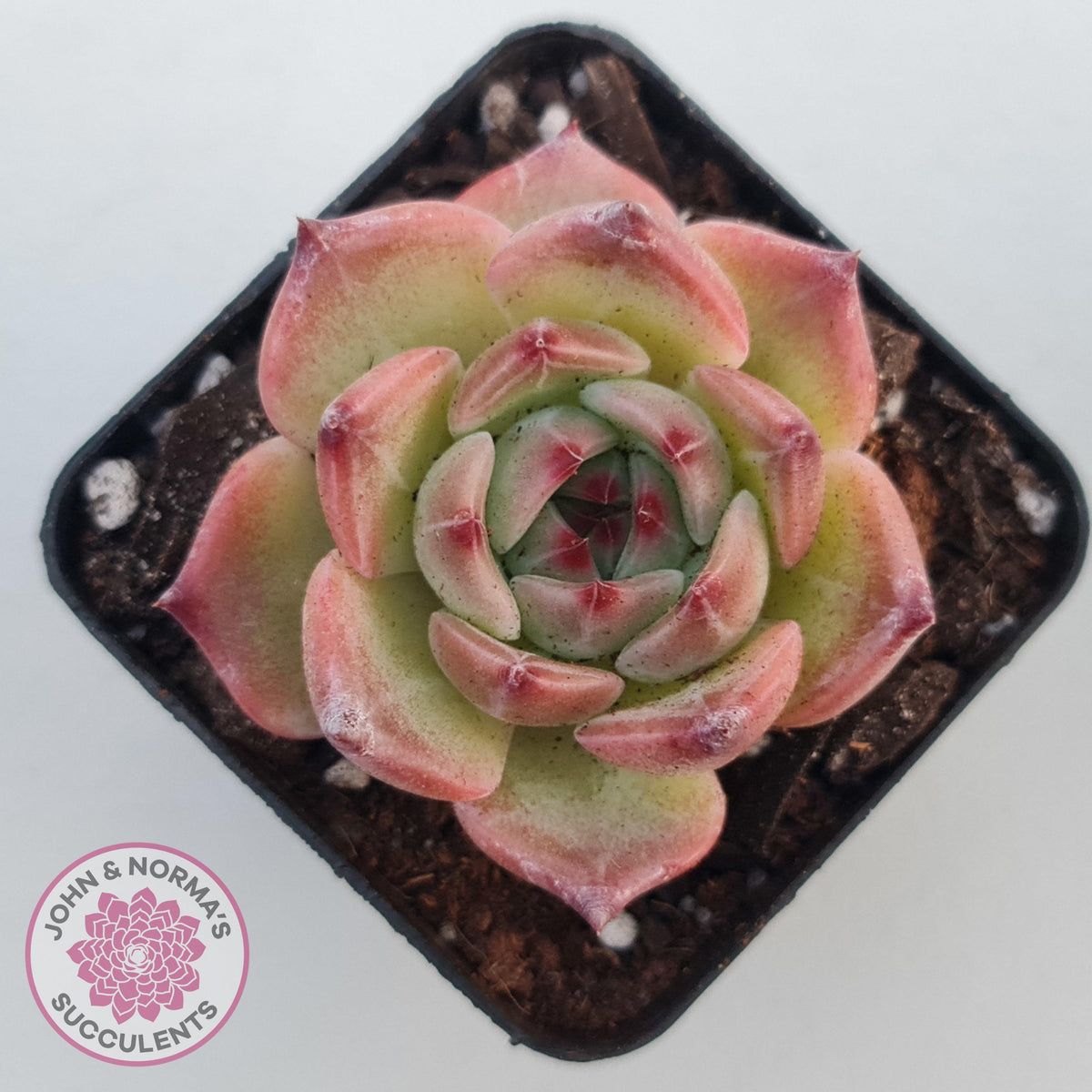 Echeveria 'Caesar'