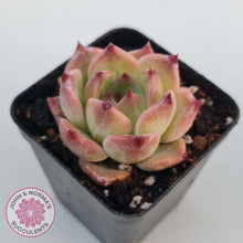 Load image into Gallery viewer, Echeveria 'Caesar' - John & Norma's Succulents Australia