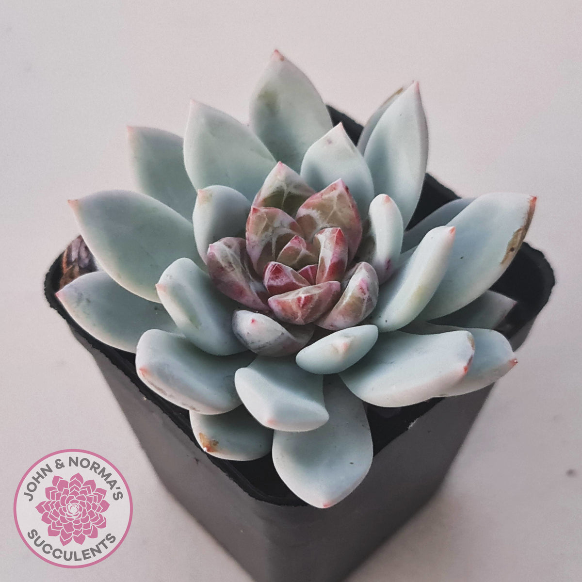 Echeveria 'Candy Heart'