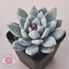 Load image into Gallery viewer, Echeveria 'Candy Heart'