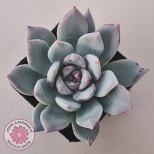 Load image into Gallery viewer, Echeveria 'Candy Heart'