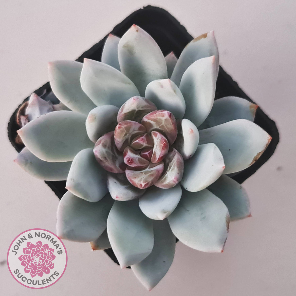 Echeveria 'Candy Heart'