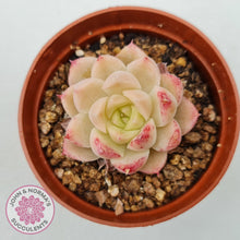 Load image into Gallery viewer, Echeveria 'Candy Succubus' - John & Norma's Succulents Australia