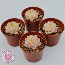 Load image into Gallery viewer, Echeveria 'Candy Succubus' - John & Norma's Succulents Australia