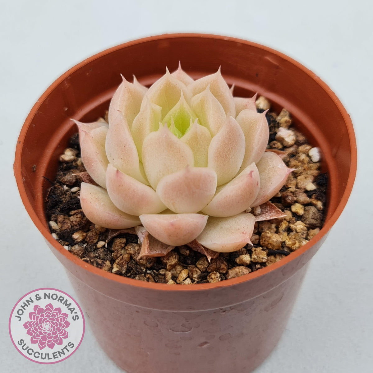 Echeveria 'Candy Succubus'