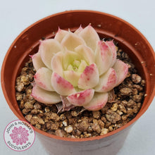 Load image into Gallery viewer, Echeveria 'Candy Succubus' - John & Norma's Succulents Australia