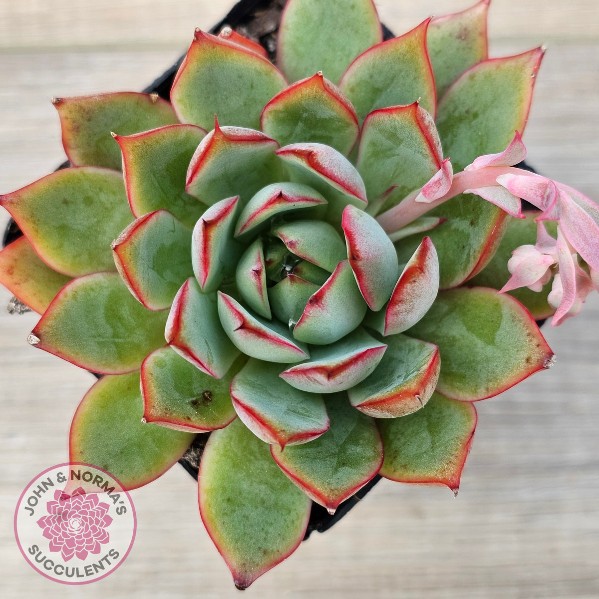 Echeveria 'Captain Rose'