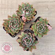 Load image into Gallery viewer, Echeveria 'Captain Rose'