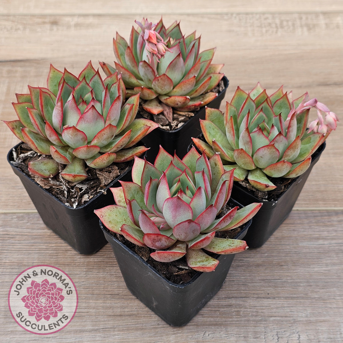 Echeveria 'Captain Rose'