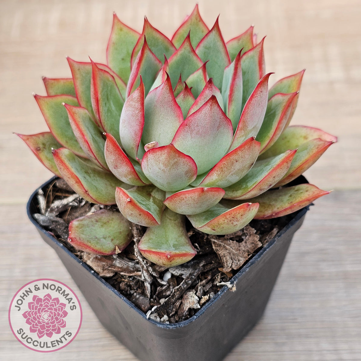 Echeveria 'Captain Rose'
