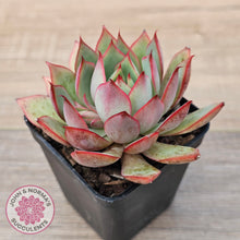 Load image into Gallery viewer, Echeveria 'Captain Rose'