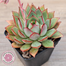 Load image into Gallery viewer, Echeveria 'Captain Rose'
